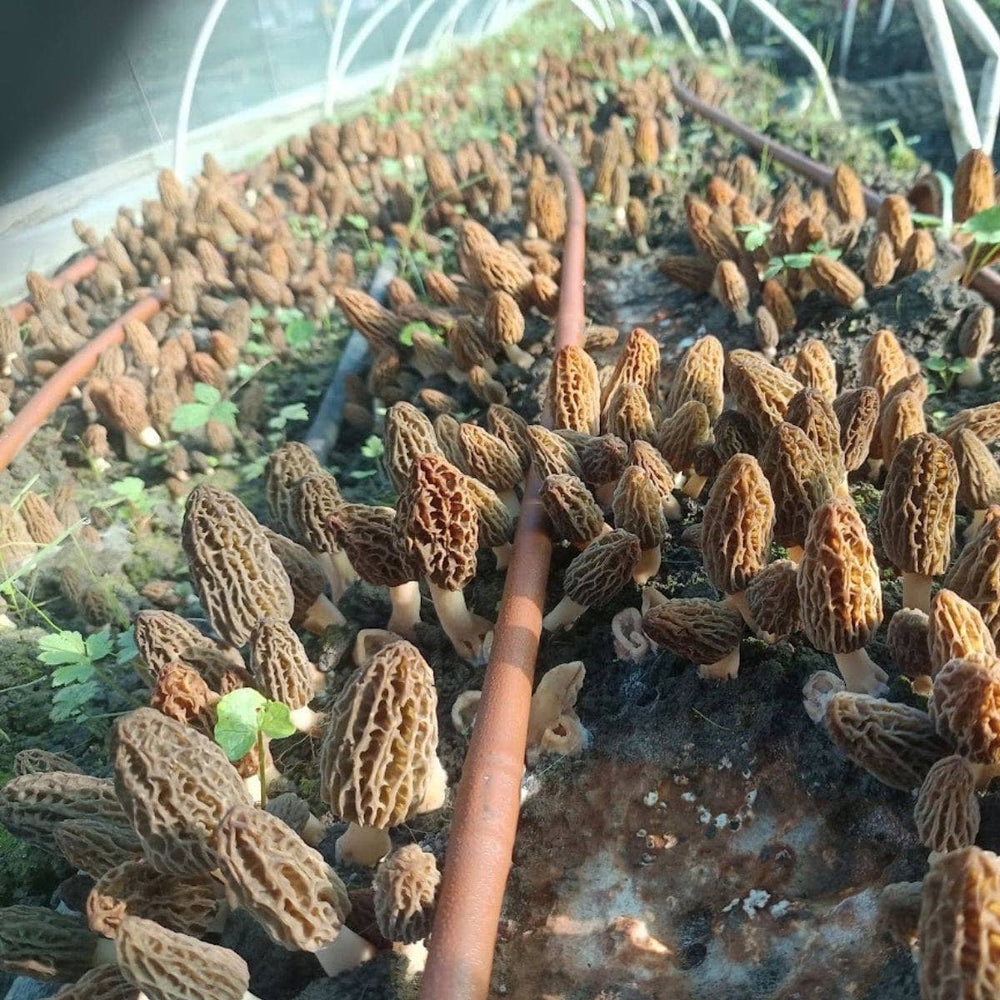 Morel mushrooms growing in covered beds, pictured by North Spore